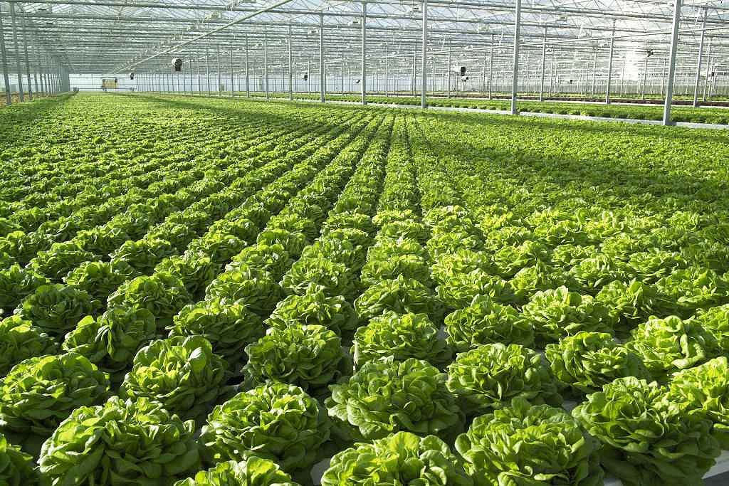 Hydroponicproduction of salad crops results in 'year round production ...